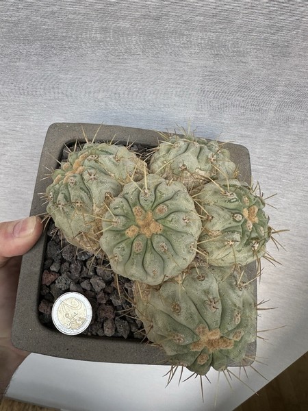 Copiapoa Haseltonian. Crecida desde semilla. Muy Vieja. Very Rare. Moustruo