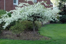1  - FLOWERING SARGENT CRABAPPLE TREE Rooted Plant - Pruned Ready for Planting