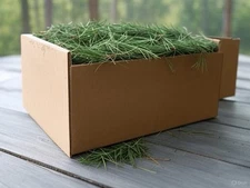 2lbs Pine Tree Needles From Liberty County Florida, Home To The Garden Of Eden