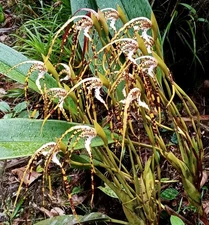 Maxillaria speciosa Rare orchid species Bloom Size division Large Flowers