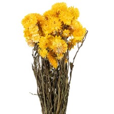Trockenblumenbund Helichrysum Deko Bl&uuml;tenstrau&szlig; langlebig pflanzlich