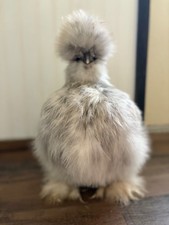 12 hens choice silkie / satin hatching eggs NPIP/AI Clean