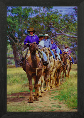 Kamelritt in Australien Gerahmtes Wandbild Poster Leinwanddruck Bild