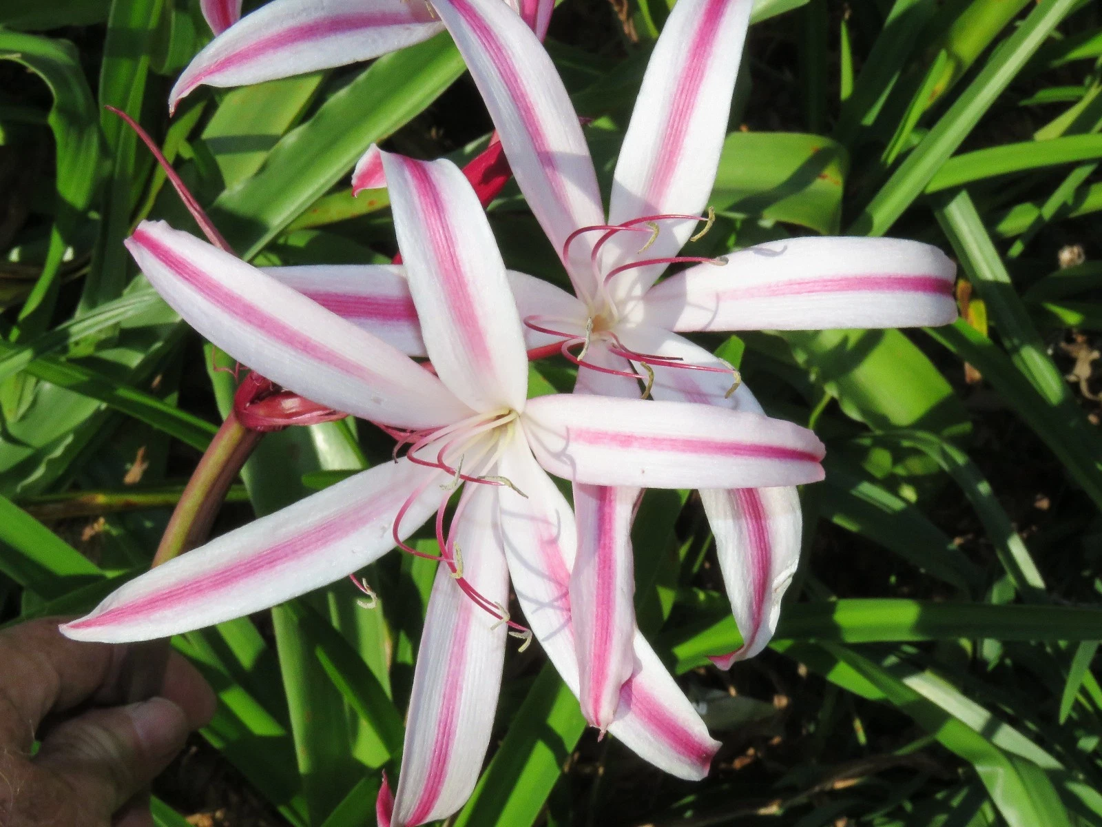 Crinum Lily - Thumbnail 3