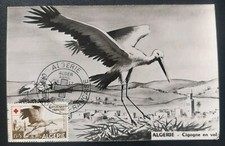 ALGÉRIE Timbre N° 343 carte maximum Croix-Rouge Cigogne En Vol 1957