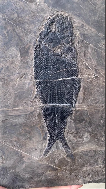 Natural Lepidotes fossil--fish body 24cm - Image 3 of 4