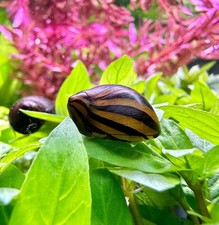 3 Zebra Nerite Snails Neritina natalensis Freshwater Snails