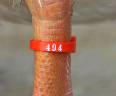 50 Orange Numbered Poultry Leg Bands - Fits Chickens, Ducks, Geese, Turkeys, Peacocks (Zband Standard)
