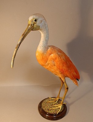 Taxidermy, Cabinet De Curiosites, Birds: Ibis Scarlet