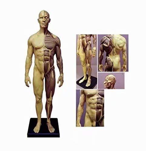 圖片 21 - 30cm Human Anatomical Anatomy Skull Head Muscle Bone Male/Female Body Model US