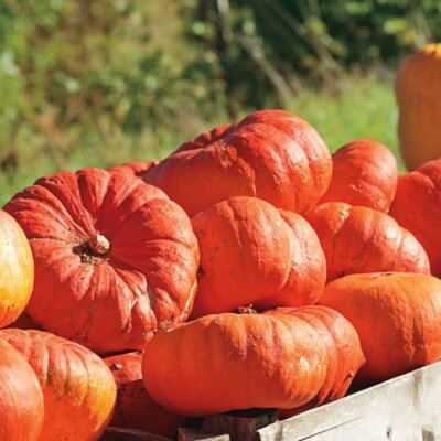 #ad #ad Cinderella Pumpkin Seeds Rouge vif D#x27;Etampes Heirloom Free Shipping 1078 $11.89