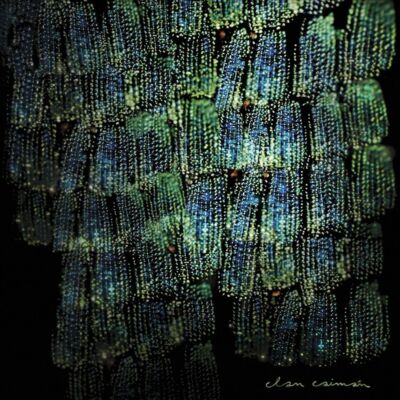 ASOMA [4/30] NEU VINYL