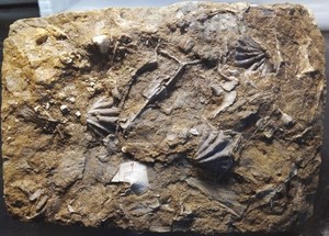 Terrific Collection- Alabama Fossils - CRINOIDS;ORTHOCERAS;ETC. - 15 Piece + lot