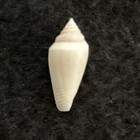 Conus Clarus 26mm Streaky Bay, Aus