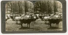 THOROUGHBRED DURHAM CATTLE Ontario Canada Stereoview uca1060
