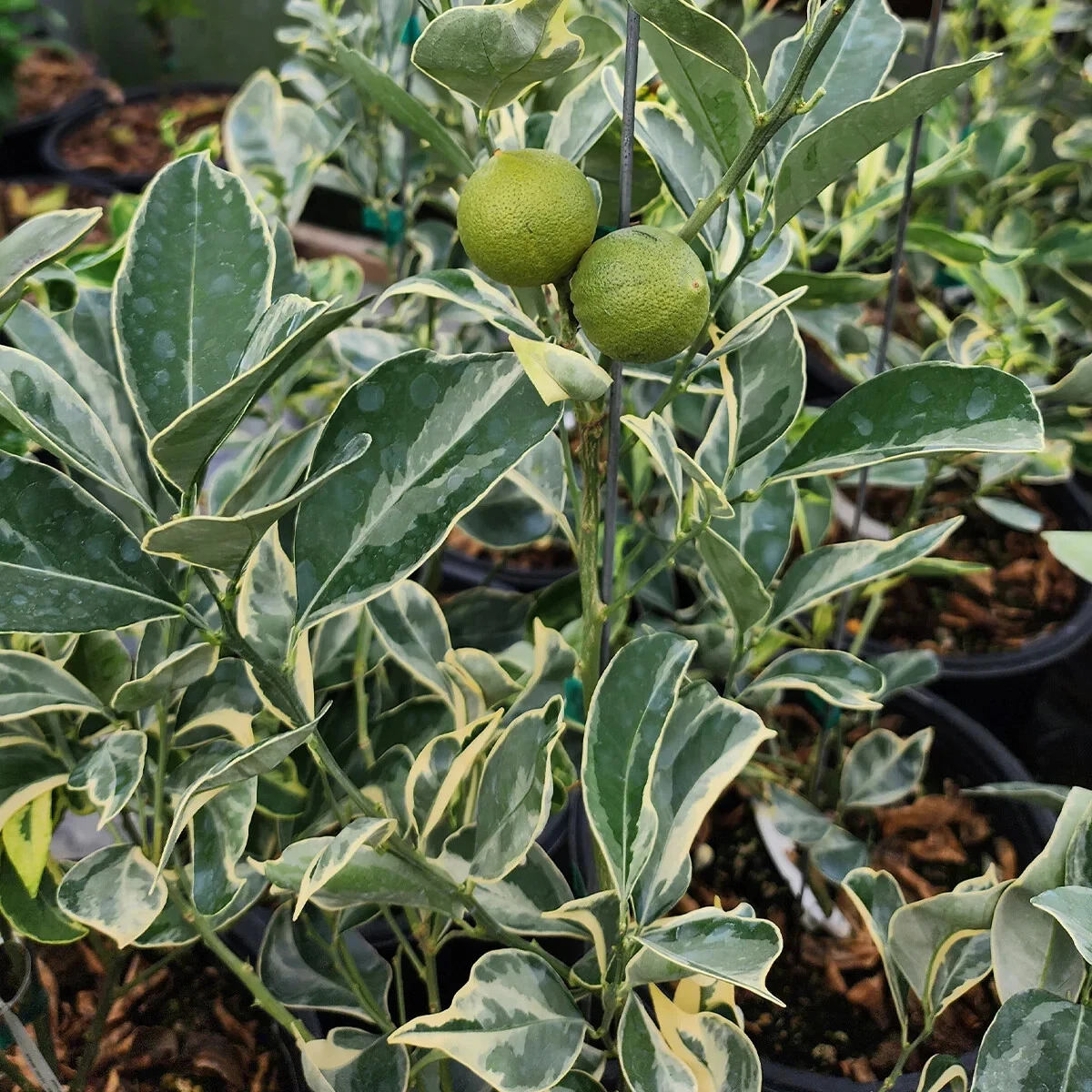 Variegated Cara Cara Navel Orange /citrus - 3 fresh cuttings, no roots