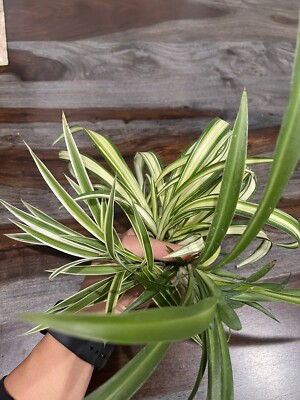 15 SPIDER PLANTS LIVE-Variegated Plants Only. Other Species Available | eBay