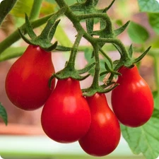 100 Heirloom Red Pear Tomato Seeds - Very High Yields - Super Sweet Low Acid