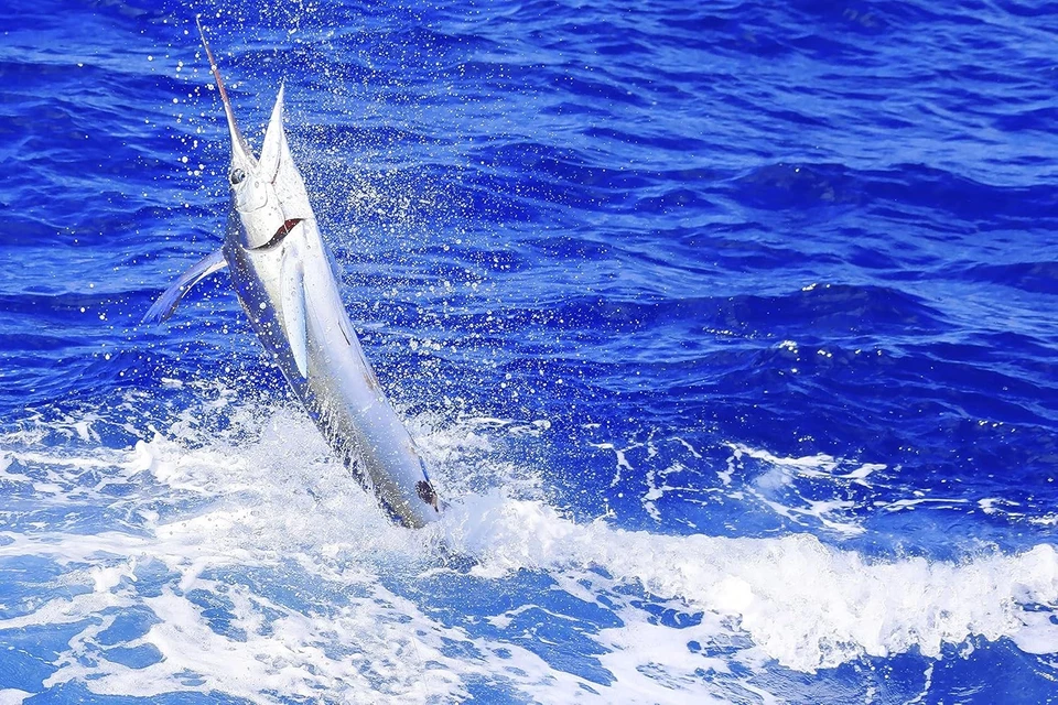 Kits de aparejo de aparejos de alta mar - Juego completo de pesca con surtido  Foto 3 de 4