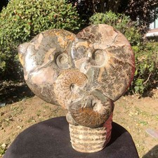 12.67LB TOP Natural Beautiful ammonite fossil conch Crystal specimen heals 3002