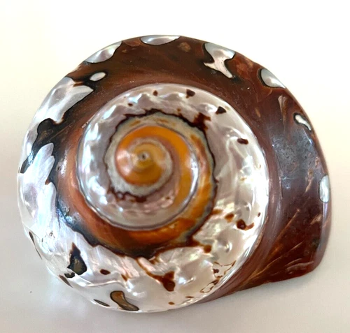 LARGE GORGEOUS RARE 4" PEARL CONCH SEASEHELL, NATURAL BROWN/WHITE/ORANGE
