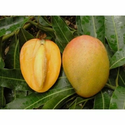 VIVAIO GARDEN FOREST PIANTA DI MANGIFERA INDICA MANGO GLENN INNESTATA