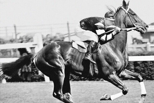 Champion Racehorse PHAR LAP Thoroughbred Print 4x6 Photo