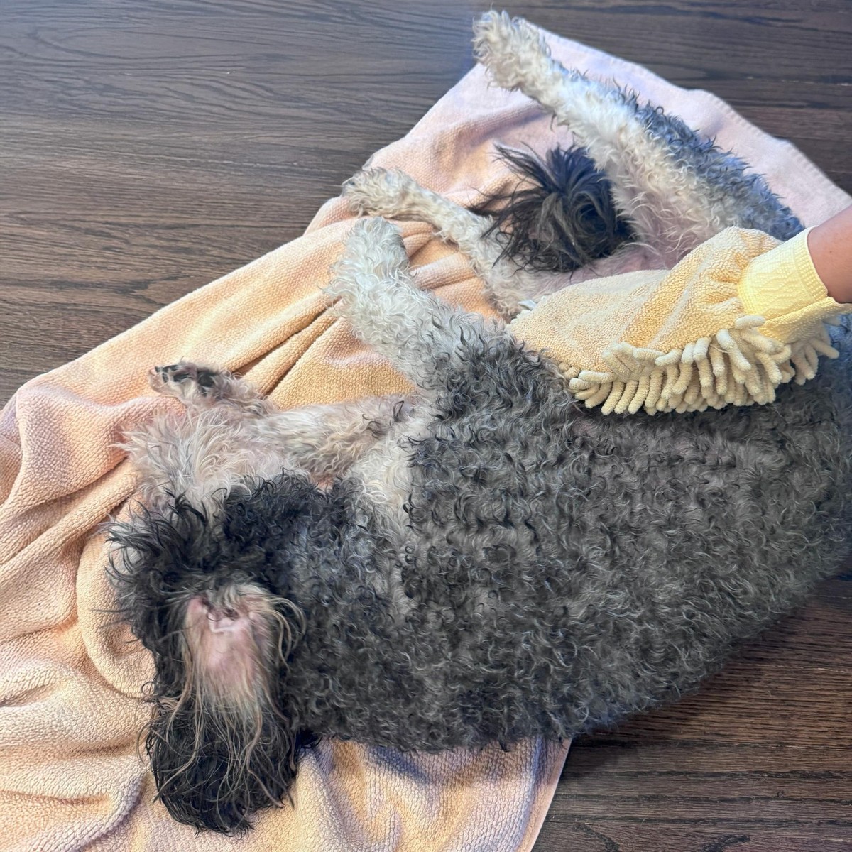 Paw Cleaner For Dogs Penny Niko Microfiber Pet Towel Mitts Paw