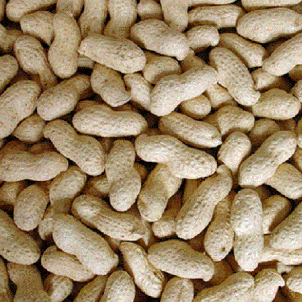 MONKEY NUTS PEANUTS IN SHELLS Wild Bird Feed Squirrel Parrot vf Dobby