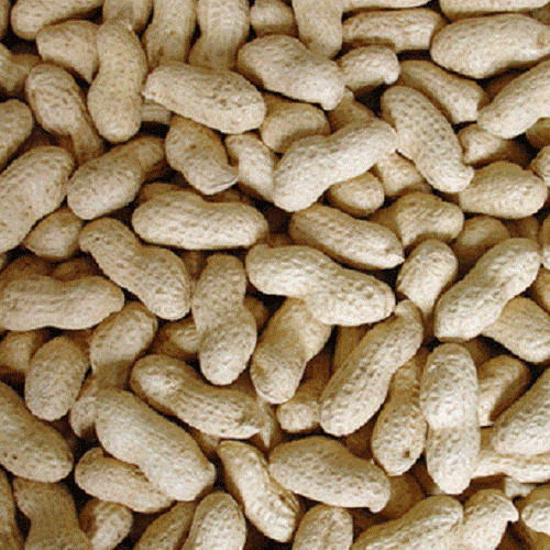 MONKEY NUTS PEANUTS IN SHELLS Bucktons Wild Bird Feed Squirrels doby Parrot vf eBay