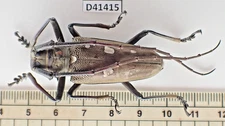 D41415. Unmounted insect: Cerambycidae sp. North Vietnam. Yen Bai.