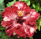 CHEEKY Tropical Hibiscus -- Plant in 4.5" pot — photo 1