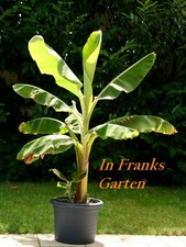 Banana da pranzo, Musa acuminata, frutta - banana, banana perenne, pianta in vaso, 5 semi