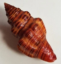 Sea shell latirus gibbulus 66mm, gem, nice pattern, perfect