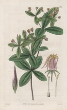 Pittosporum Corniflium Pittosporaceae New Zealand botanical print Curtis 3161