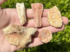 Morocco Fossils LOT Dinosaur Crocodile Scute Shark Vertebrae etc Kem Kem