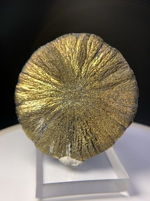 RARE Pyrite Sun Coal Mine Illinois Fossil Fossils Gift History Prehistoric