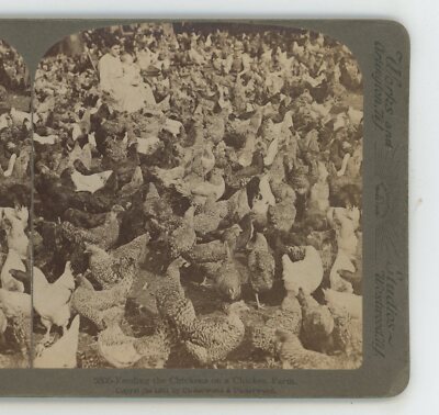 Feeding Chickens on Farm Animals Underwood Stereoview