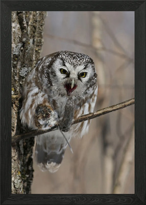 Boreal Eule Pellet gerahmtes Wandbild Poster Leinwanddruck Bild