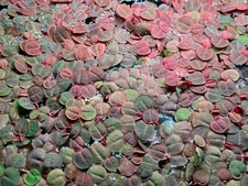 30+ leaves Phyllanthus Fluitans Red Root Floater - Live aquarium plant