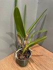 L. lobata `Hackneau' Original Division Species Cattleya Orchid Plant — photo 2