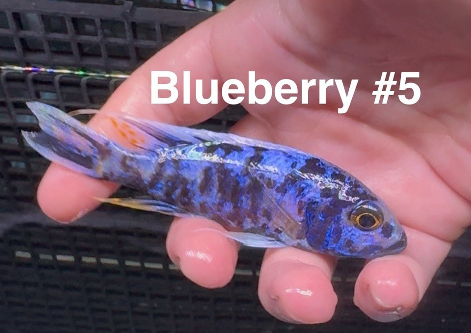 Blueberry OB Peacock Cichlid Male – Stunning Colors – Live African