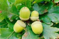 25 Acorn Seeds of White Oak Trees T82