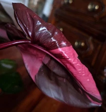 Rare Philodendron Red Flushed Dark Cherry Princess Galaxy 22" Tall Not Monstera 