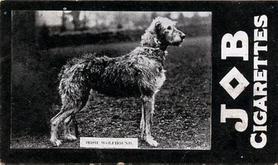 IRISH WOLFHOUND Dog Societe Job Cigarette Card 1911 Rare ''Cotswold Patricia''