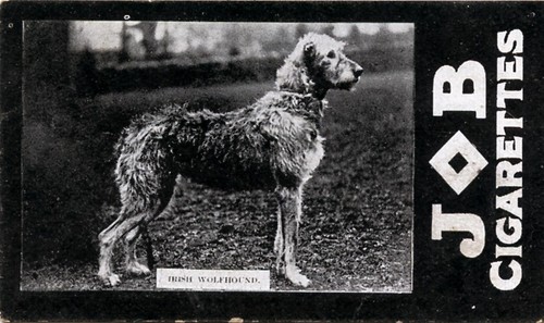 IRISH WOLFHOUND Dog Societe Job Cigarette Card 1911 Rare "Cotswold Patricia"