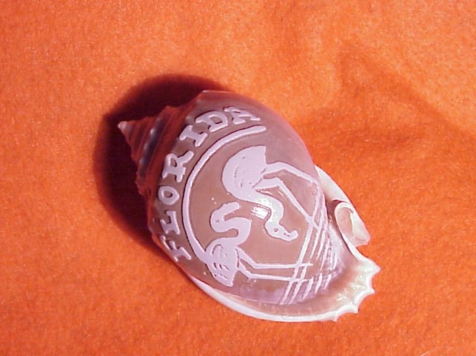 COWRIE COWRY SHELL~CARVED~FLAMINGOS*FLORIDA | eBay