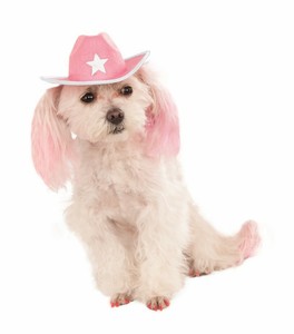 chihuahua with cowboy hat