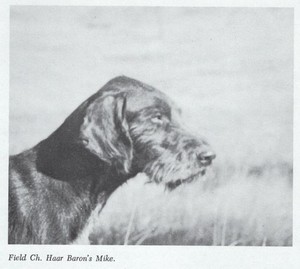 * German Wirehaired Pointer - CUSTOM MATTED - Dog Art "Photo Print" - 1964