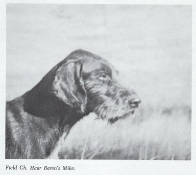 * German Wirehaired Pointer - CUSTOM MATTED - Dog Art ''Photo Print'' - 1964